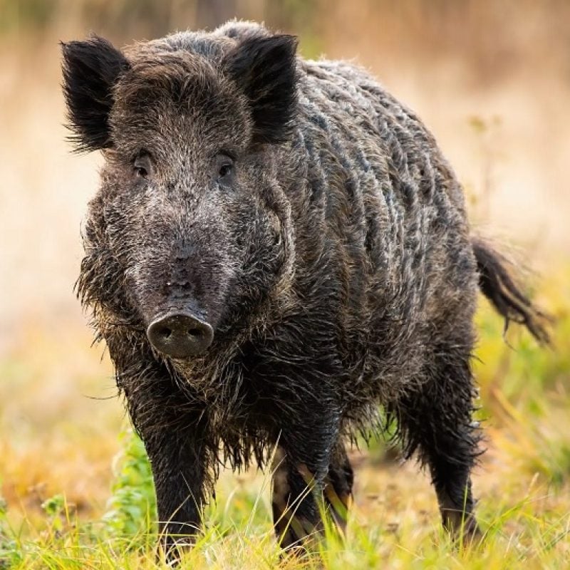 Cinghiale ucciso in un parco pubblico, LAV: "L'animale poteva essere sedato e traslocato in sicurezza"