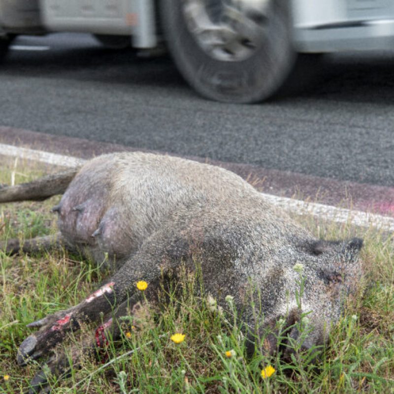 cinghiale-morto-investito-bordo-strada