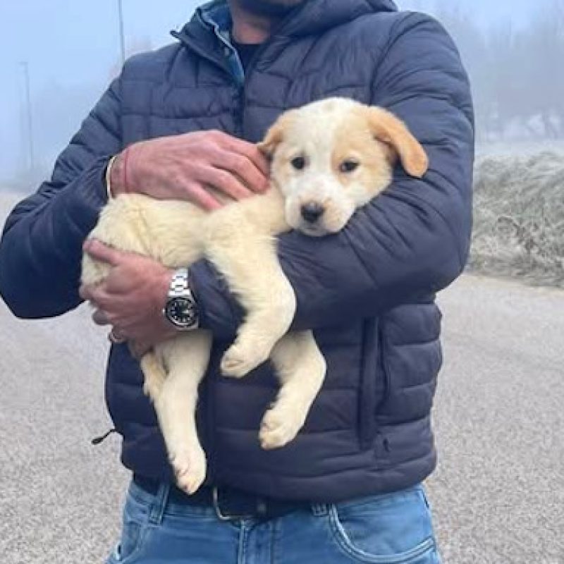 Da Milano a Pescina per adottare la cagnolina Luna, le volontarie: "Continuate a non sterilizzare e a buttare cuccioli ovunque"