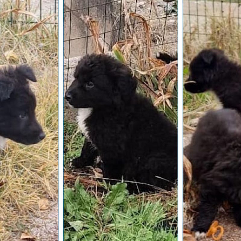 Cuccioli scaricati nel giardino di un'abitazione privata: "Nonostante le campagne gratuite di sterilizzazione, continuano gli abbandoni"