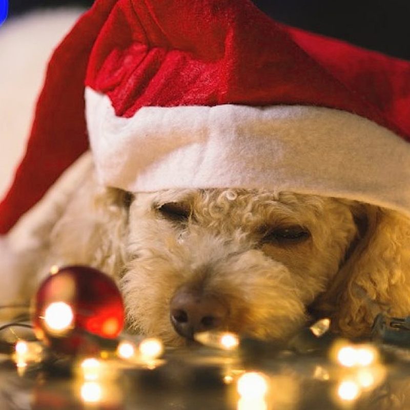 Regalare un cucciolo a Natale? Deve essere una scelta consapevole, gli animali non sono peluches