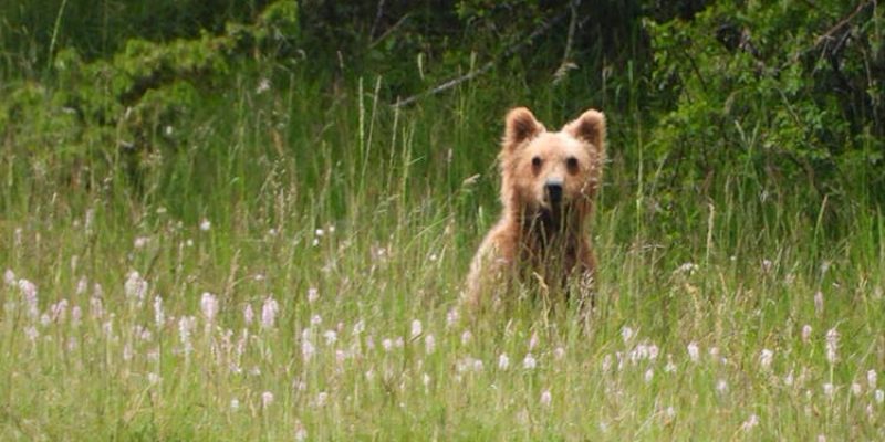 Apertura anticipata della caccia al cinghiale, Salviamo l'Orso: "Grave minaccia per le orse con i cuccioli"