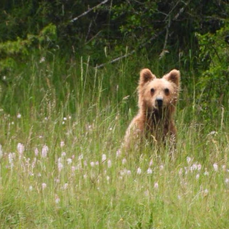 Apertura anticipata della caccia al cinghiale, Salviamo l'Orso: "Grave minaccia per le orse con i cuccioli"