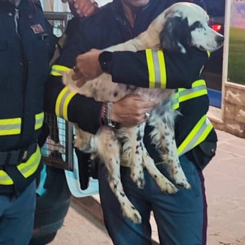 Cucciolo di setter salvato in extremis dalla Polizia Stradale lungo la corsia di emergenza