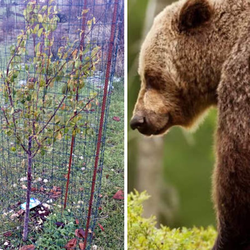 Una foresta per Amarena: nonostante il caldo estremo le piante da frutto per gli orsi sono vive e vegete