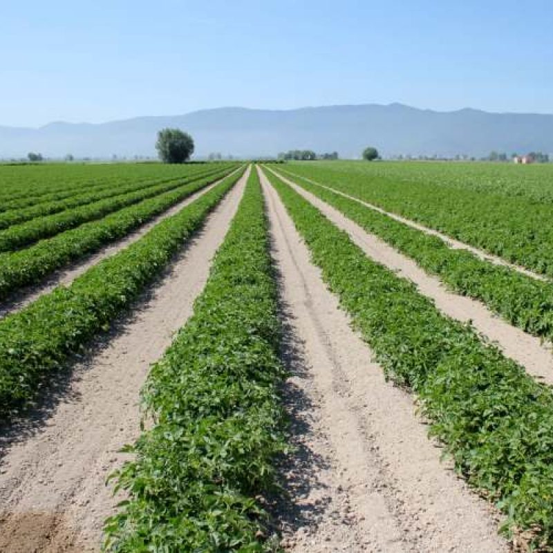 1,5 milioni di euro per l'irrigazione del Fucino: la Regione investe nel riutilizzo delle acque depurate