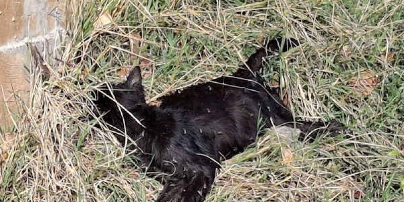 Sospetto avvelenamento di un gatto ad Avezzano