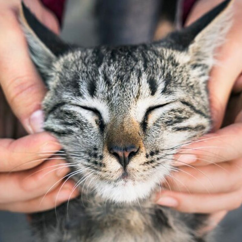 17 Febbraio: Giornata Mondiale del Gatto, un omaggio ai nostri bellissimi amici felini