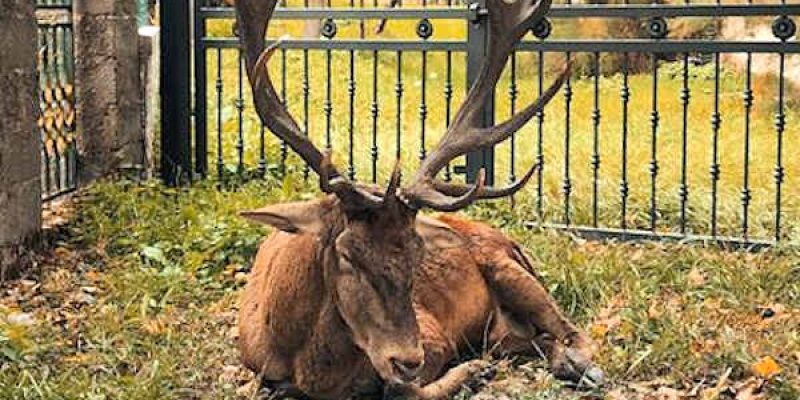 Giorgino, il cervo più famoso di Villalago, non sta bene: i cittadini chiedono l'intervento dei veterinari