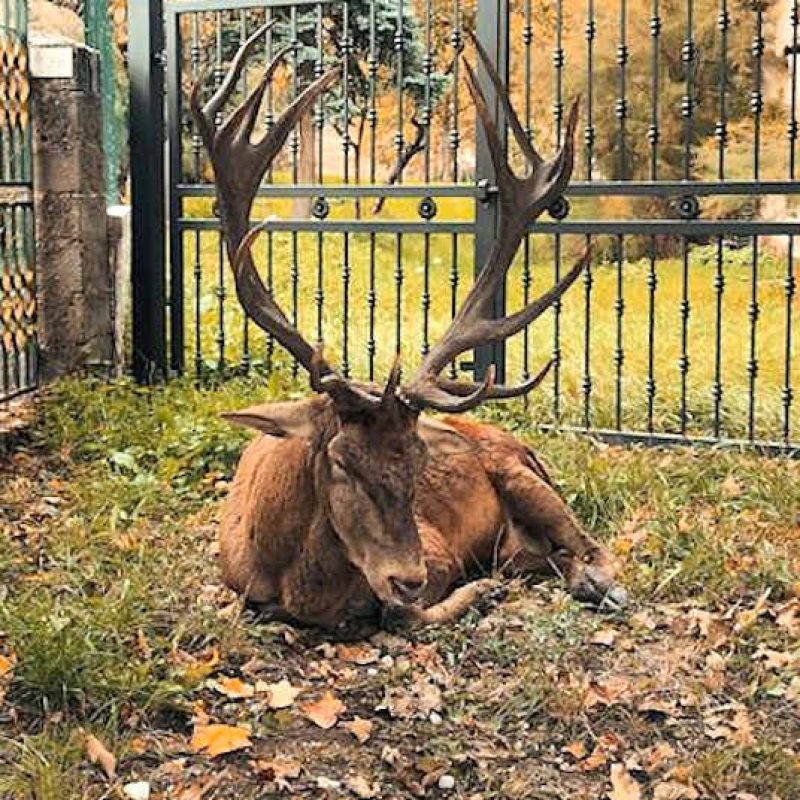 Giorgino, il cervo più famoso di Villalago, non sta bene: i cittadini chiedono l'intervento dei veterinari