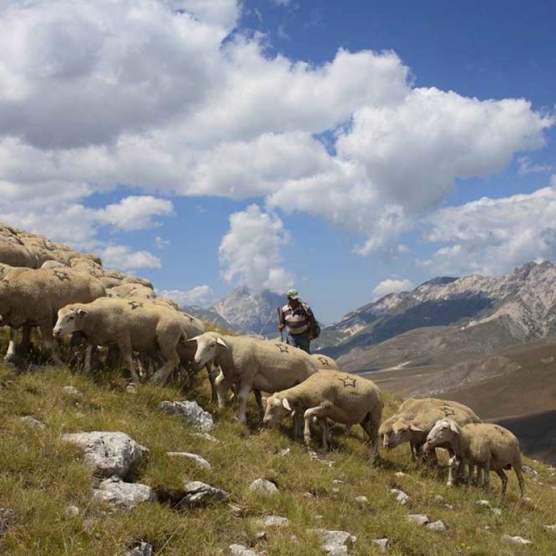 Sostegno al mantenimento di attività agricole e zootecniche in zona montana