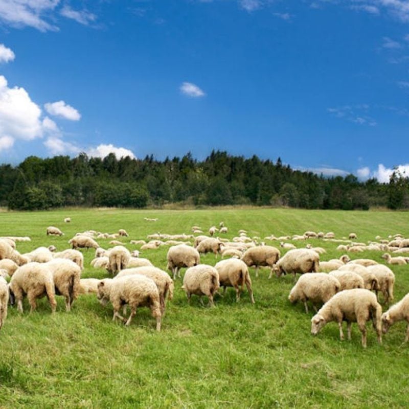 Adottate sei misure di prevenzione amministrativa antimafia per altrettante imprese nel settore dell'agricoltura e della pastorizia