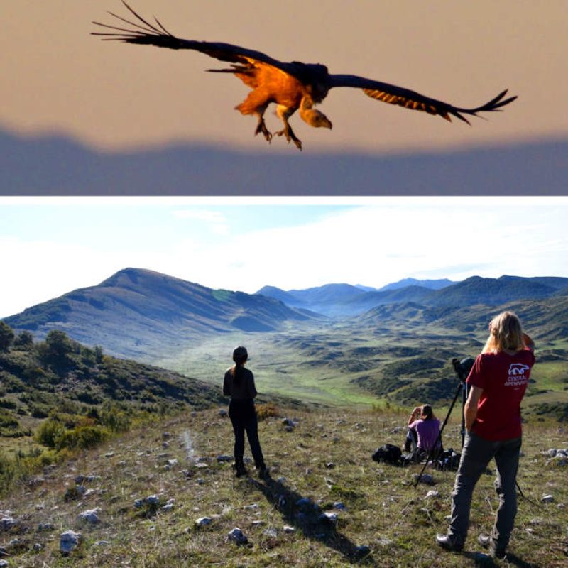 Rewilding Apennines conteggia la popolazione di grifoni, simboli di biodiversità