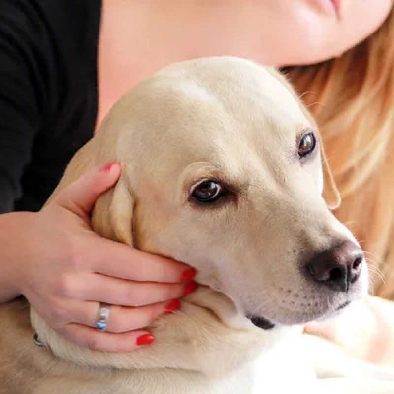 Donna aggredita da due cani, viene difesa e salvata dal suo labrador