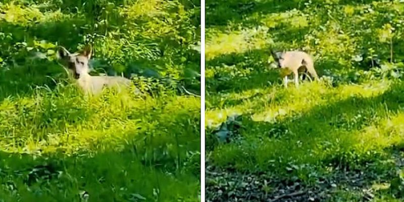 Lupa catturata a Roma e rilasciata in Abruzzo, PNALM: "Necessario un periodo di acclimatazione prima di farla incontrare con gli altri lupi"