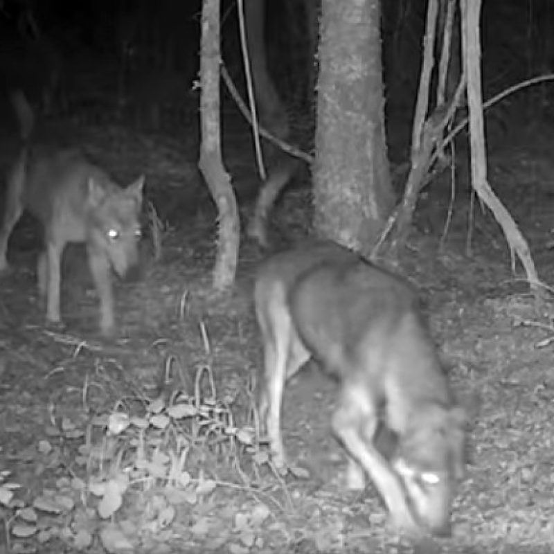 Le fototrappole di Rewilding Apennines catturano momenti di straordinaria bellezza e intensità della vita dei lupi (video)