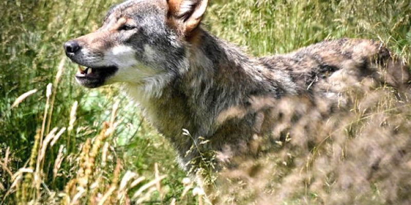 Trasferita nel Parco nazionale d'Abruzzo la lupa catturata a Roma dopo aver morso un bimbo