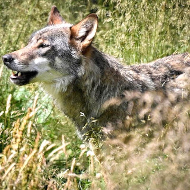 Trasferita nel Parco nazionale d'Abruzzo la lupa catturata a Roma dopo aver morso un bimbo