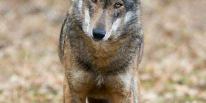 Turista aggredito da un lupo, torna la paura in Abruzzo