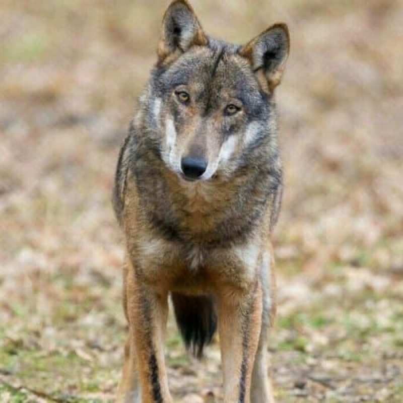 Turista aggredito da un lupo, torna la paura in Abruzzo