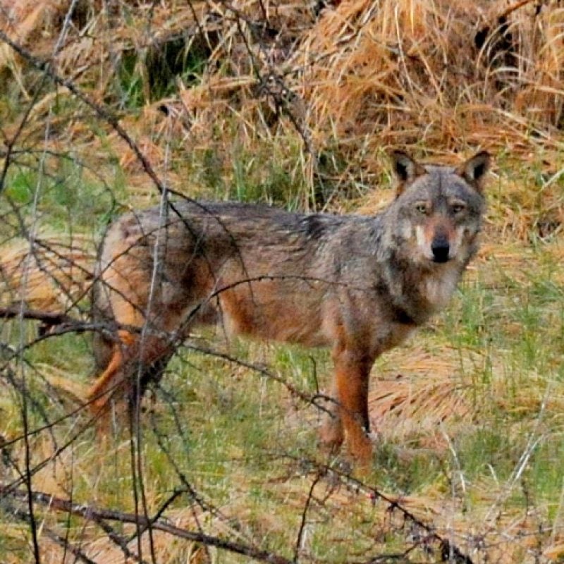 Agricoltore aggredito da un lupo si difende grazie alla sua esperienza da pugile