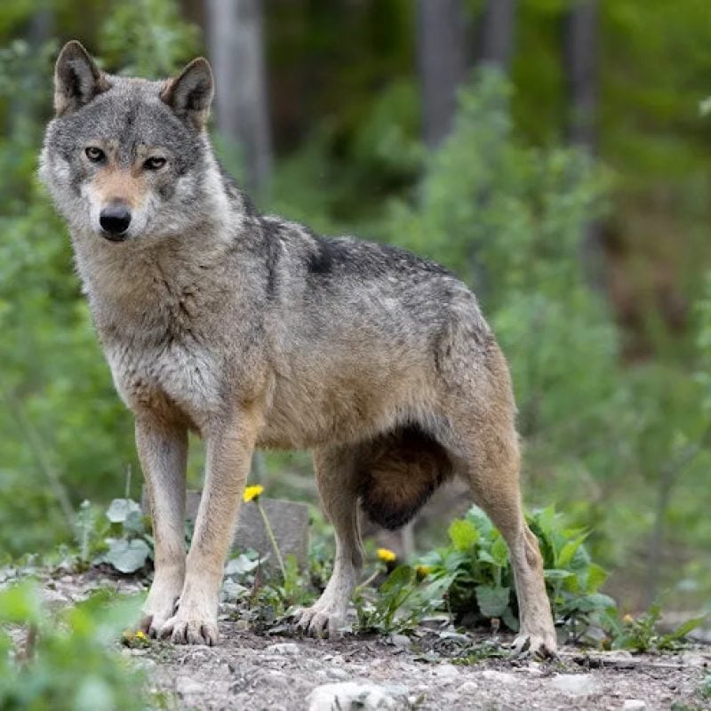 Mobilitazione europea per la salvaguardia del lupo, Rewilding Apennines in prima linea