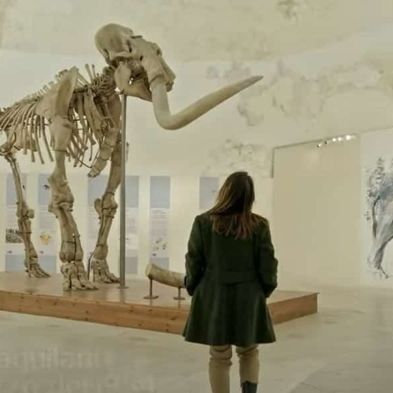 mammut