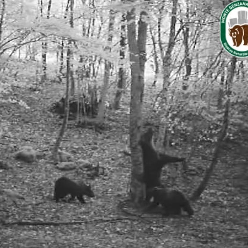 Mamma orsa e i suoi due cuccioli: nuova famiglia avvistata presso la Riserva Monte Genzana (video)