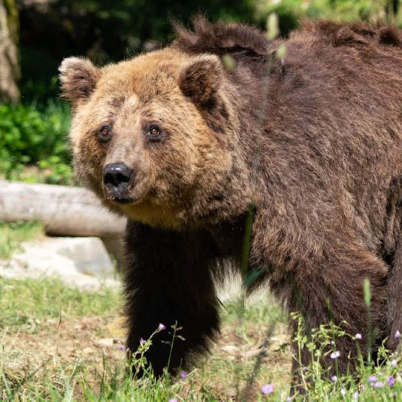 È morta Nita, l’orsa della Lituania ospitata nello zoo del Centro Visite del Parco a Pescasseroli