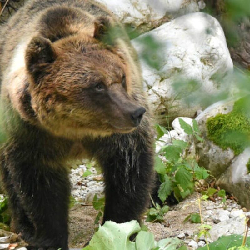 Conservazione dell'orso bruno marsicano, il Parco nazionale del Gran Sasso lavora alla rimozione delle recinzioni in filo spinato