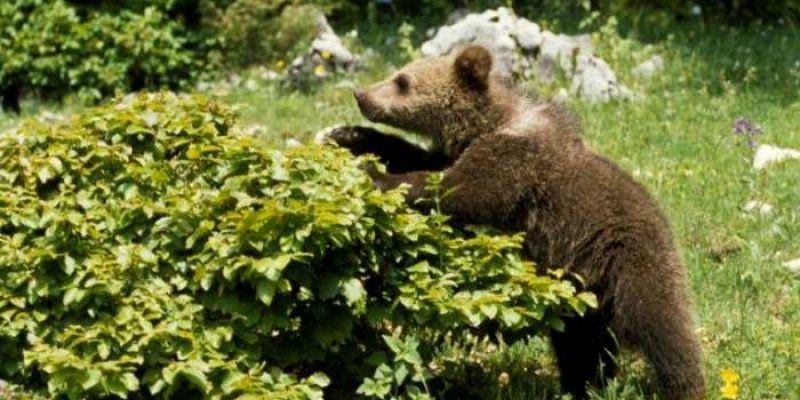 "Pianta un melo, aiuta un orso", PercOrsi perduti organizza una giornata da dedicare alla cura dei frutteti di Bisegna