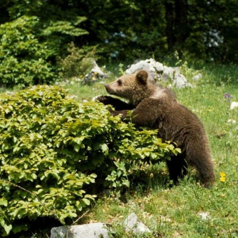 "Pianta un melo, aiuta un orso", PercOrsi perduti organizza una giornata da dedicare alla cura dei frutteti di Bisegna