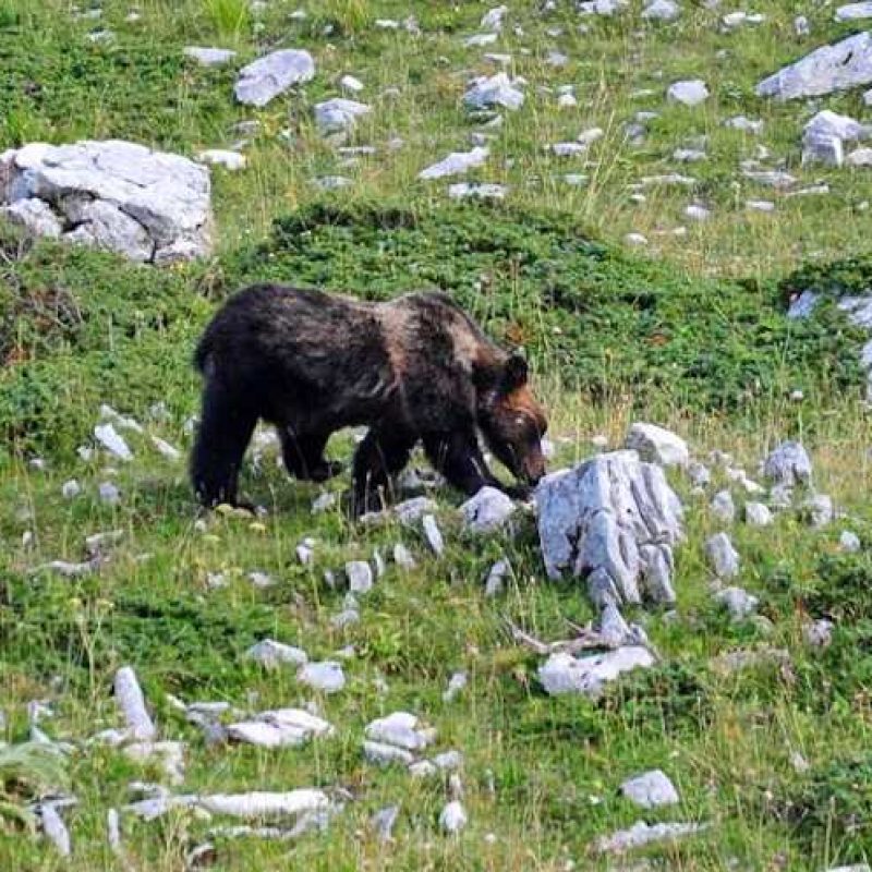 Un orso fa razzia di galline in un paese del Parco Sirente-Velino