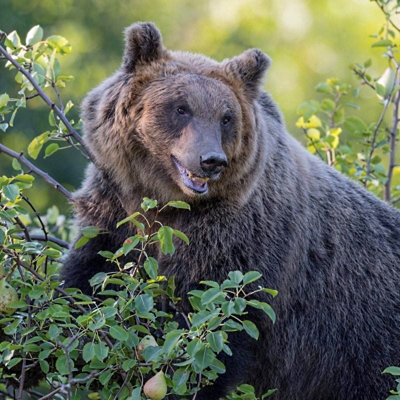 "Bear Smart Community - Comunità a Misura d'Orso", protocollo d'intesa tra il Comune di Ortona dei Marsi e il PNALM