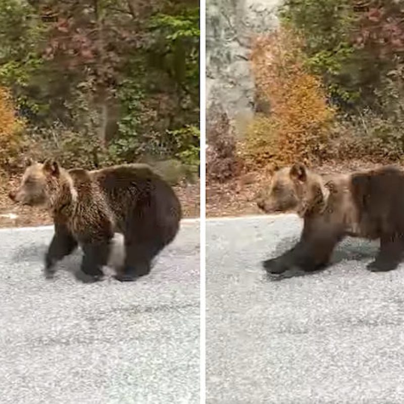 "L'Abruzzo lo fa", straordinario incontro con l'orso bruno marsicano (video)