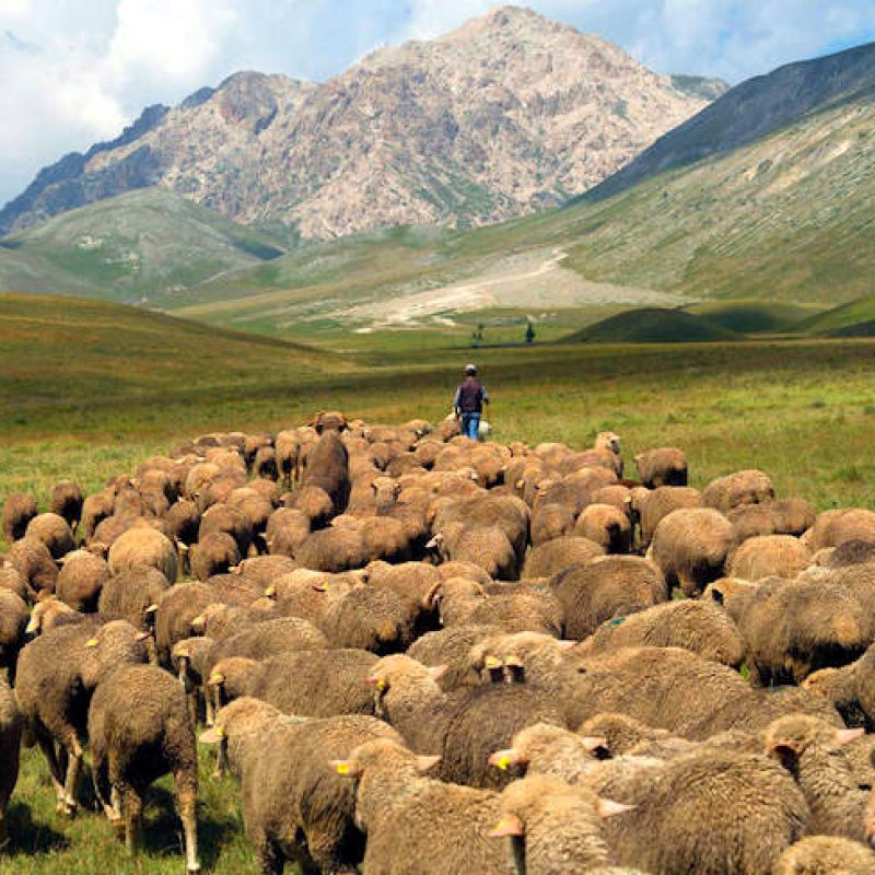 "Allevatori custodi dell'agrobiodiversità": sostegni per la conservazione di razze animali di interesse locale poco produttive