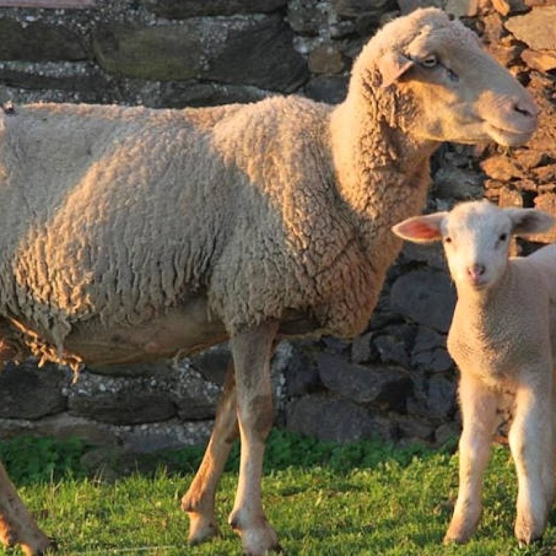 Bando per il benessere animale, aperto lo sportello per gli allevatori abruzzesi