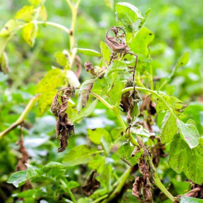 Aziende agricole danneggiate da pioggia e peronospora, pubblicato il bando per l'accesso ai contributi regionali