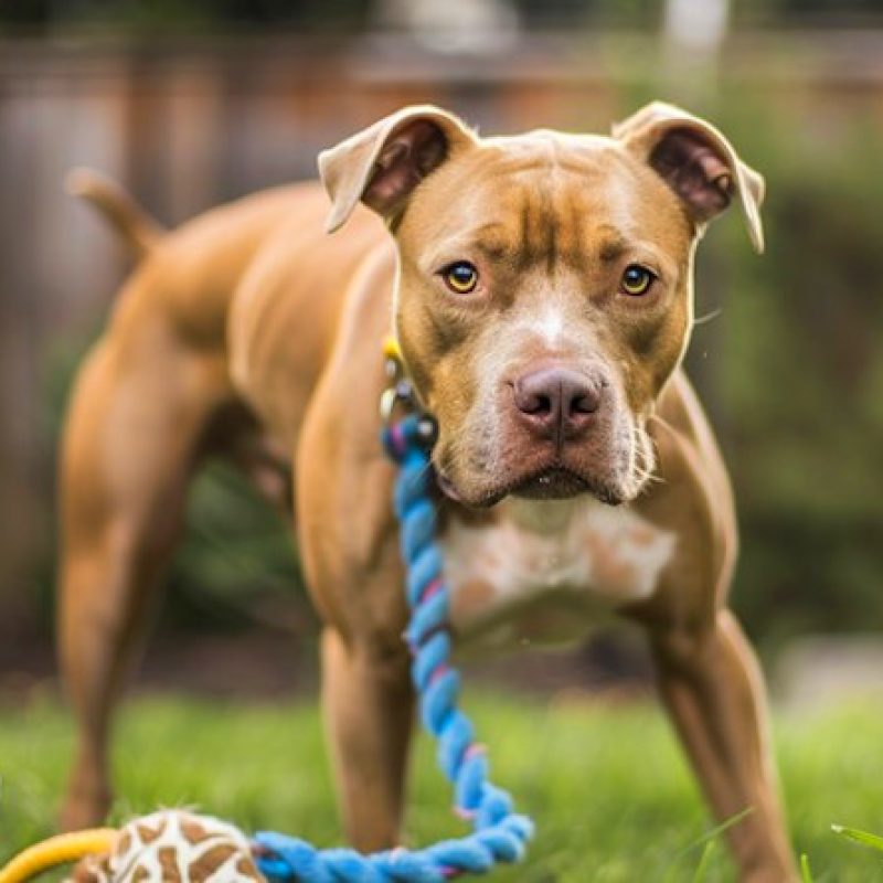 Cagnolino aggredito da un pitbull vagante: multa al proprietario