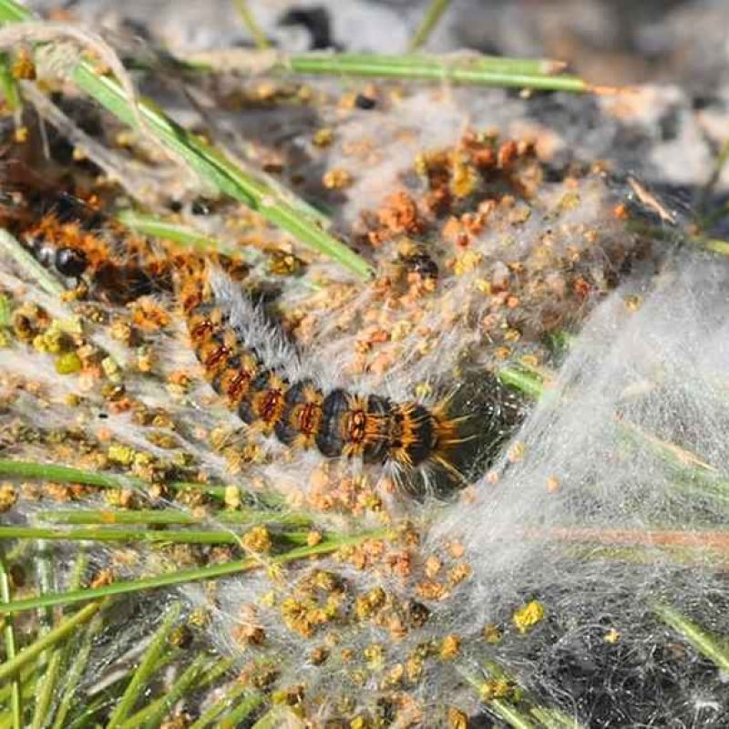 Allarme processionaria sul Monte Salviano: la segnalazione di un cittadino preoccupato