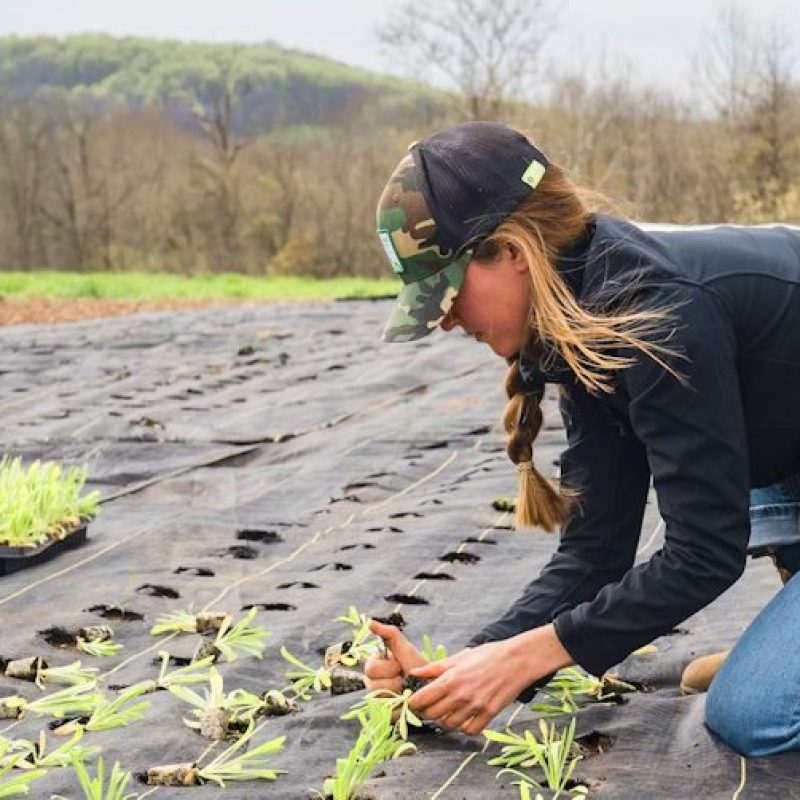 "Generazione Terra", il bando Ismea dedicato ai giovani agricoltori