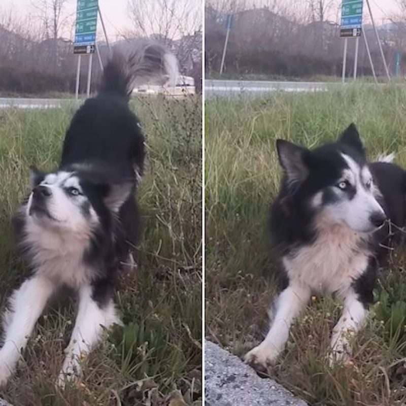 Cane randagio vive da un mese nei pressi di una rotonda, le volontarie: "Ha bisogno di una famiglia, prima che qualcuno lo investa"