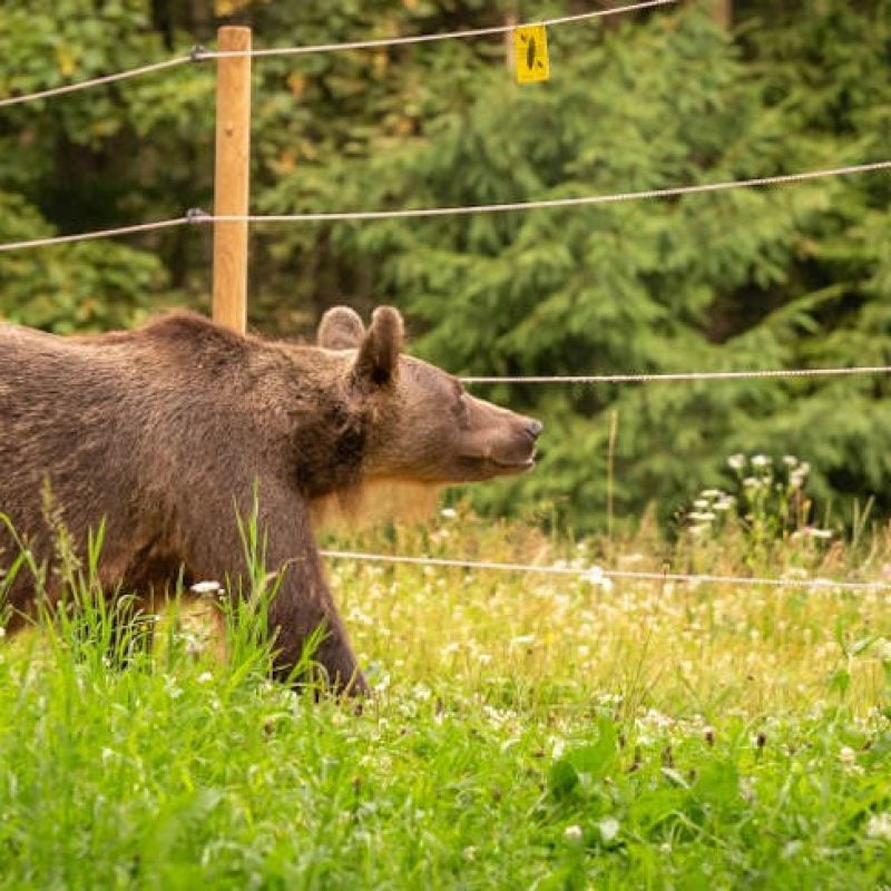 Bando regionale per la prevenzione dei danni da fauna selvatica, WWF e altre associazioni ambientaliste soddisfatte