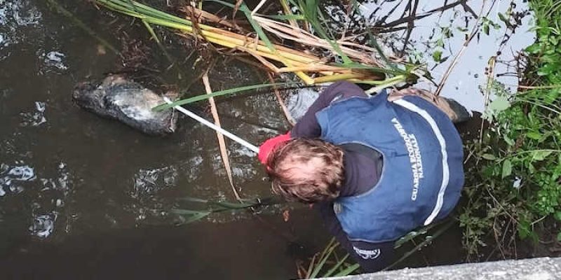 Recuperato, dopo diversi giorni, il corpo del cagnolino annegato nel fiume Rafia