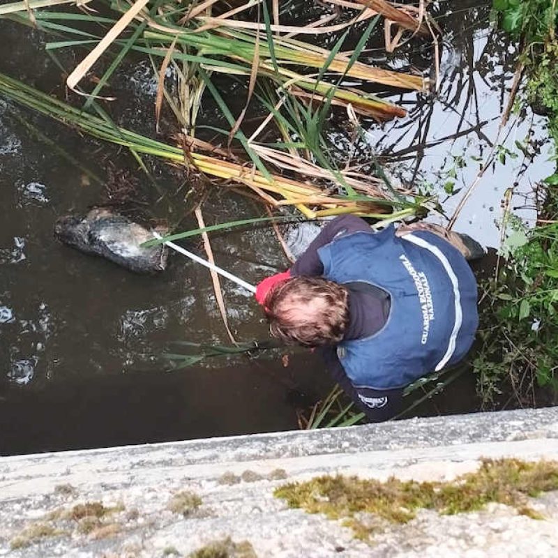 Recuperato, dopo diversi giorni, il corpo del cagnolino annegato nel fiume Rafia