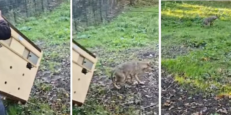 Il rilascio della lupa catturata a Roma e trasferita nel Parco nazionale d'Abruzzo (video)