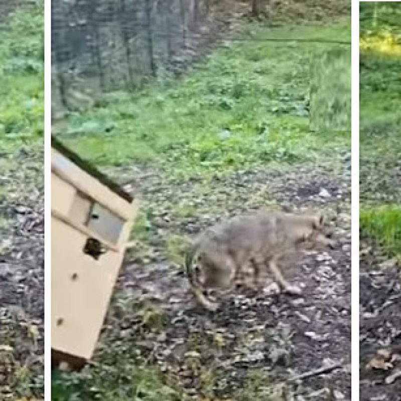 Il rilascio della lupa catturata a Roma e trasferita nel Parco nazionale d'Abruzzo (video)