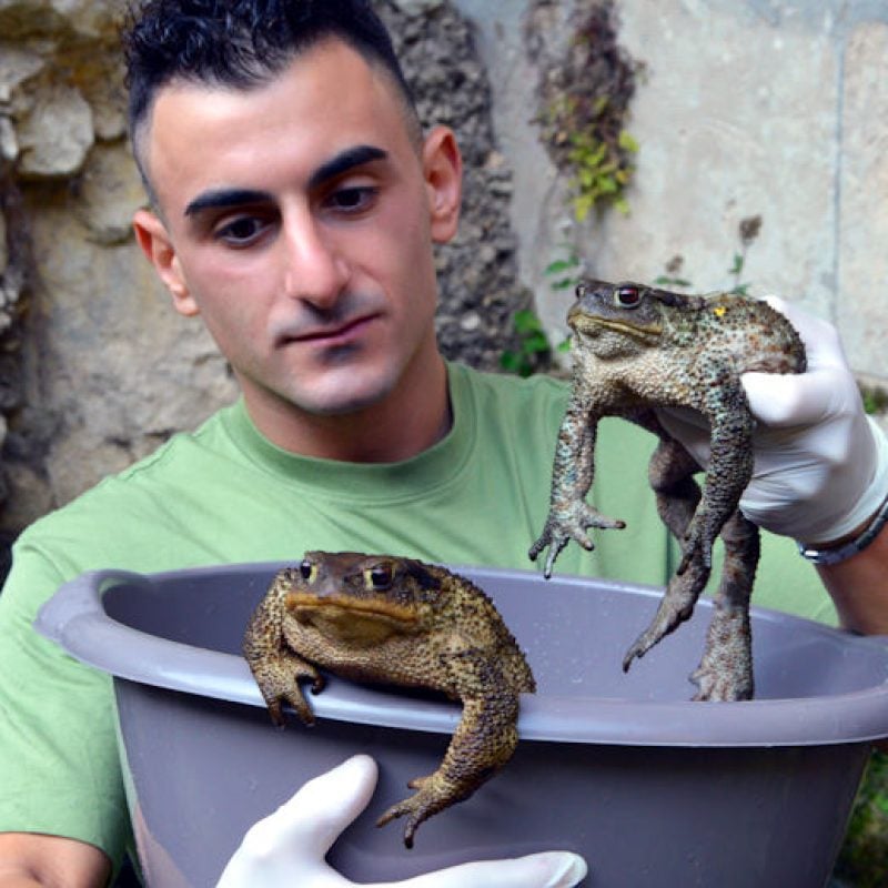 Salvataggio di rospi dalle trappole artificiali, pericolo per la biodiversità anche in Abruzzo (video)