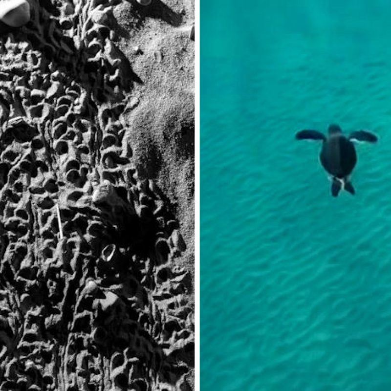 Schiusa di 58 uova di tartaruga marina sulla costa abruzzese