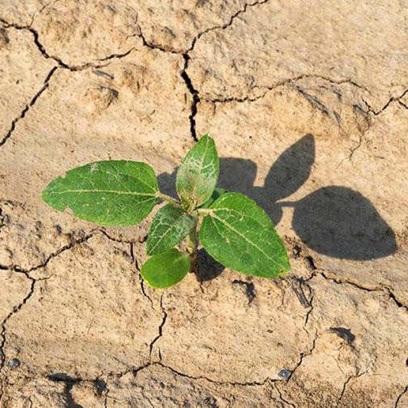 Siccità in Abruzzo, la Confederazione Italiana Agricoltori chiede lo stato di calamità